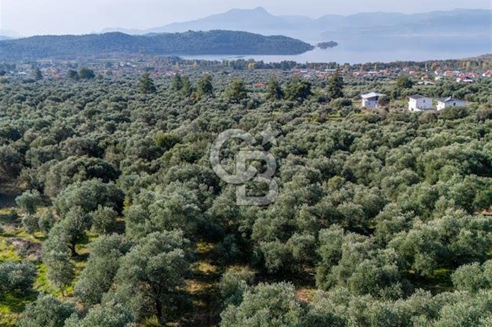 MUĞLA KÖYCEĞİZ ZEYTİNALANI MAHALLESİNDE 14 DÖNÜM ZEYTİNLİK 