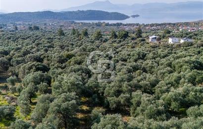 MUĞLA KÖYCEĞİZ ZEYTİNALANI MAHALLESİNDE 14 DÖNÜM ZEYTİNLİK 