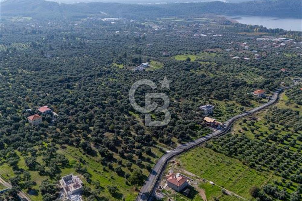 MUĞLA KÖYCEĞİZ ZEYTİNALANI MAHALLESİNDE 14 DÖNÜM ZEYTİNLİK 