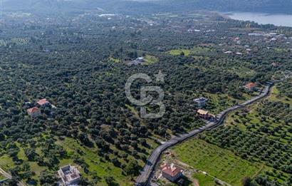 MUĞLA KÖYCEĞİZ ZEYTİNALANI MAHALLESİNDE 14 DÖNÜM ZEYTİNLİK 