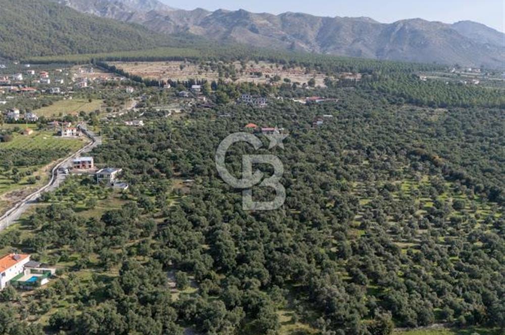 MUĞLA KÖYCEĞİZ ZEYTİNALANI MAHALLESİNDE 14 DÖNÜM ZEYTİNLİK 