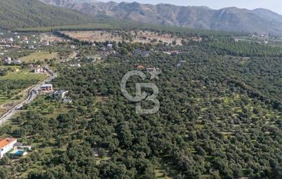 MUĞLA KÖYCEĞİZ ZEYTİNALANI MAHALLESİNDE 14 DÖNÜM ZEYTİNLİK 