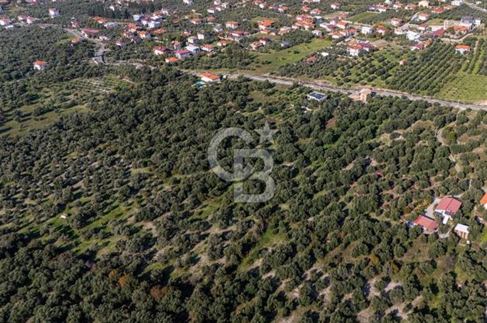 MUĞLA KÖYCEĞİZ ZEYTİNALANI MAHALLESİNDE 14 DÖNÜM ZEYTİNLİK 