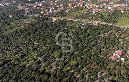 MUĞLA KÖYCEĞİZ ZEYTİNALANI MAHALLESİNDE 14 DÖNÜM ZEYTİNLİK 