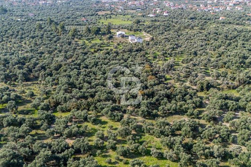MUĞLA KÖYCEĞİZ ZEYTİNALANI MAHALLESİNDE 14 DÖNÜM ZEYTİNLİK 