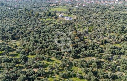 MUĞLA KÖYCEĞİZ ZEYTİNALANI MAHALLESİNDE 14 DÖNÜM ZEYTİNLİK 