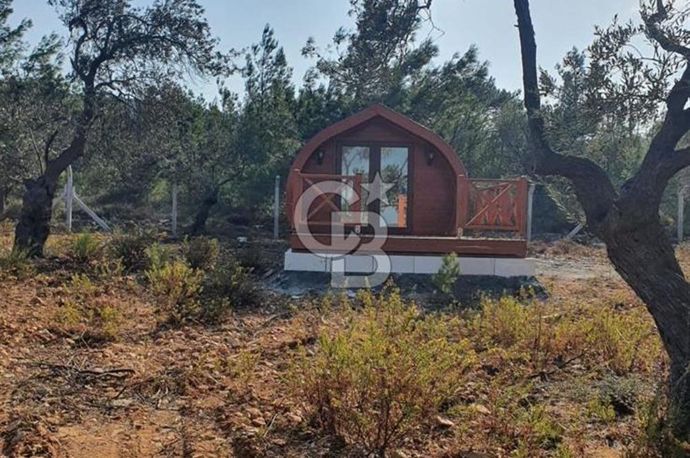 Cunda Namık Kemal mah. kadastro yolu olan tel örgü ile çevrili 6380 m² deniz manzaralı zeytinlik