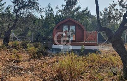 Cunda Namık Kemal mah. kadastro yolu olan tel örgü ile çevrili 6380 m² deniz manzaralı zeytinlik