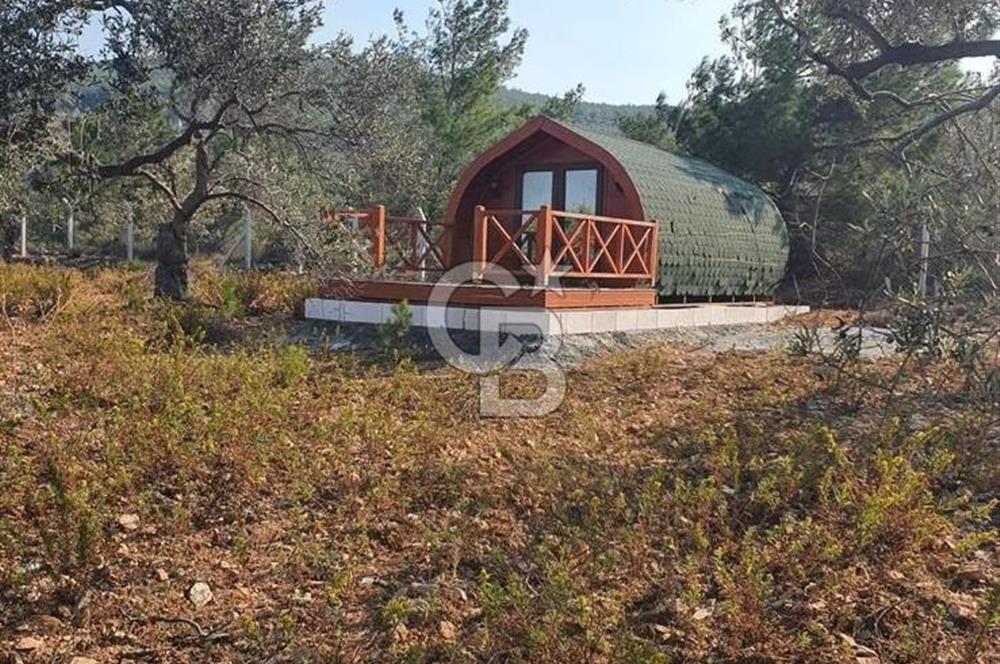 Cunda Namık Kemal mah. kadastro yolu olan tel örgü ile çevrili 6380 m² deniz manzaralı zeytinlik