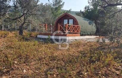 Cunda Namık Kemal mah. kadastro yolu olan tel örgü ile çevrili 6380 m² deniz manzaralı zeytinlik