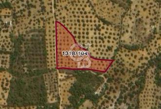 Cunda Namık Kemal mah. kadastro yolu olan tel örgü ile çevrili 6380 m² deniz manzaralı zeytinlik - 9 - 315965