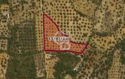 Cunda Namık Kemal mah. kadastro yolu olan tel örgü ile çevrili 6380 m² deniz manzaralı zeytinlik