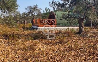 Cunda Namık Kemal mah. kadastro yolu olan tel örgü ile çevrili 6380 m² deniz manzaralı zeytinlik