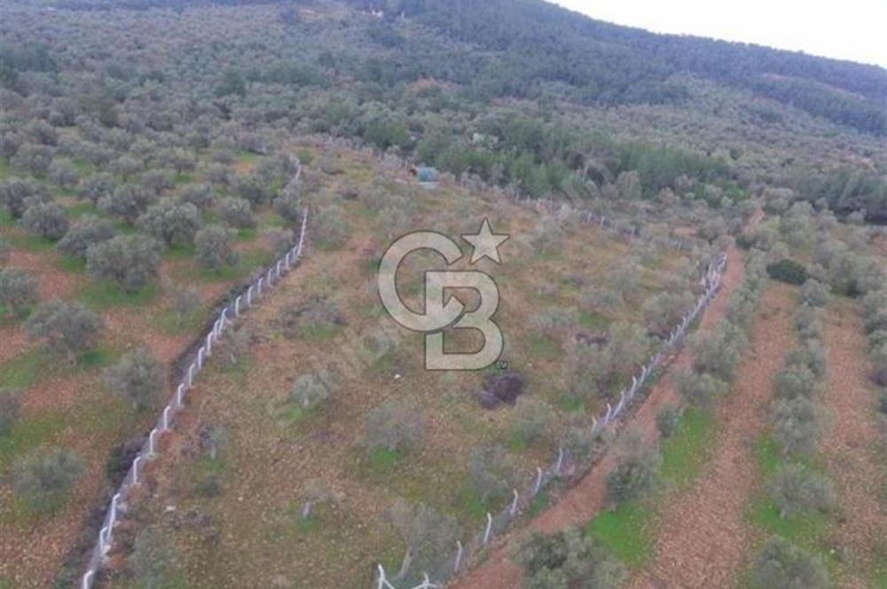 Cunda Namık Kemal mah. kadastro yolu olan tel örgü ile çevrili 6380 m² deniz manzaralı zeytinlik