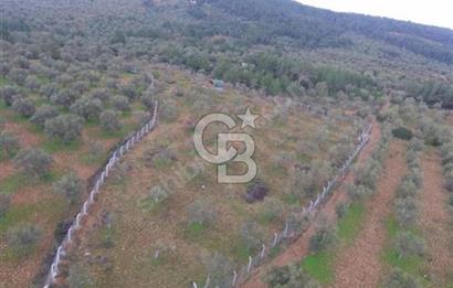 Cunda Namık Kemal mah. kadastro yolu olan tel örgü ile çevrili 6380 m² deniz manzaralı zeytinlik