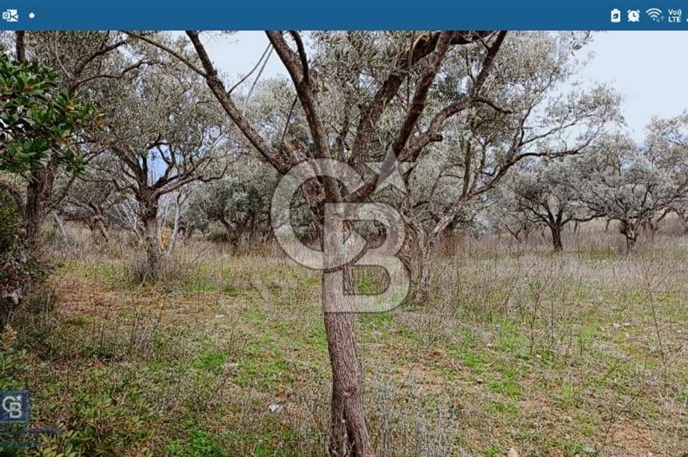 Torbalı Çapak Satılık Tarla Yatırımcıların Dikkatine!