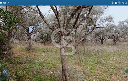 Torbalı Çapak Satılık Tarla Yatırımcıların Dikkatine!