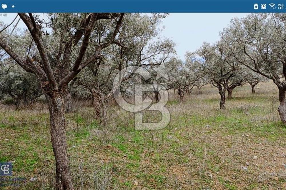 Torbalı Çapak Satılık Tarla Yatırımcıların Dikkatine!