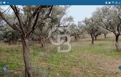 Torbalı Çapak Satılık Tarla Yatırımcıların Dikkatine!