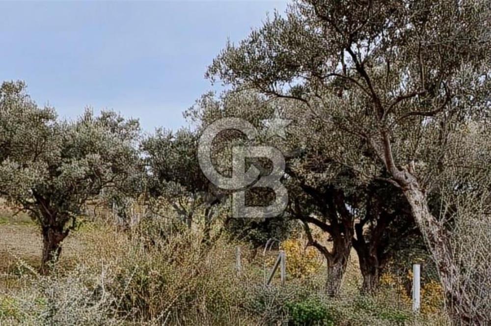 Torbalı Çapak Satılık Tarla Yatırımcıların Dikkatine!