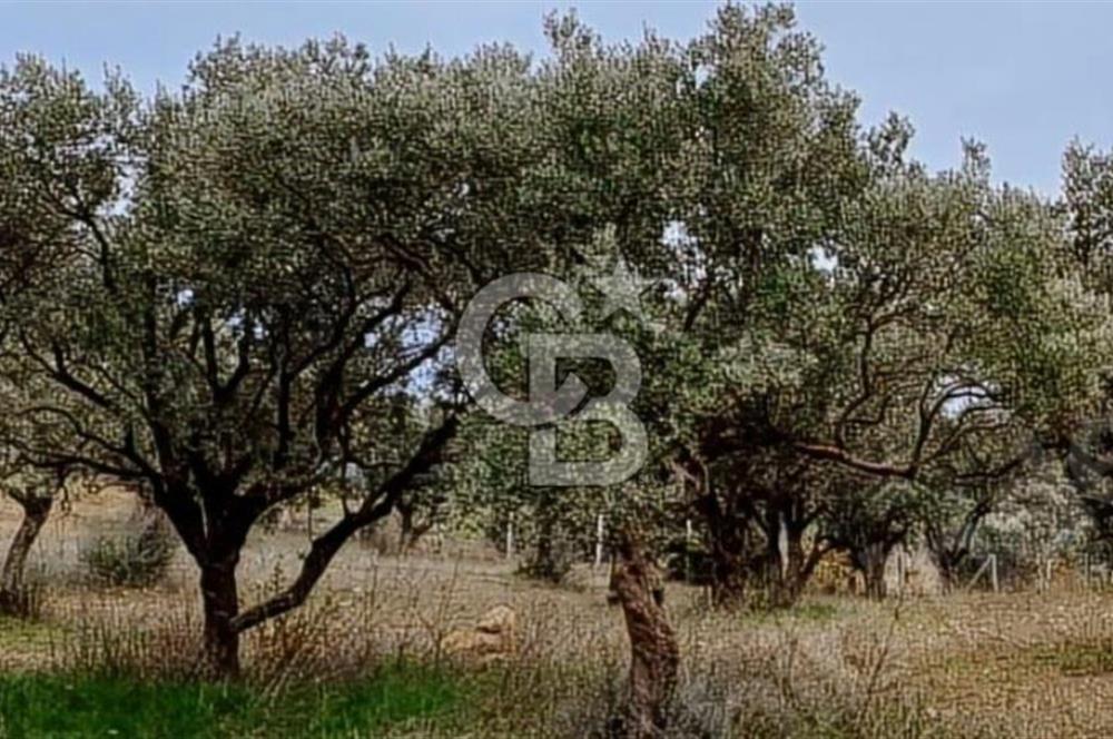 Torbalı Çapak Satılık Tarla Yatırımcıların Dikkatine!