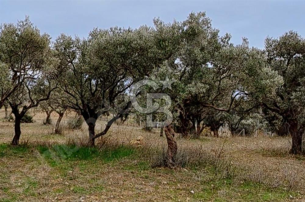 Torbalı Çapak Satılık Tarla Yatırımcıların Dikkatine!
