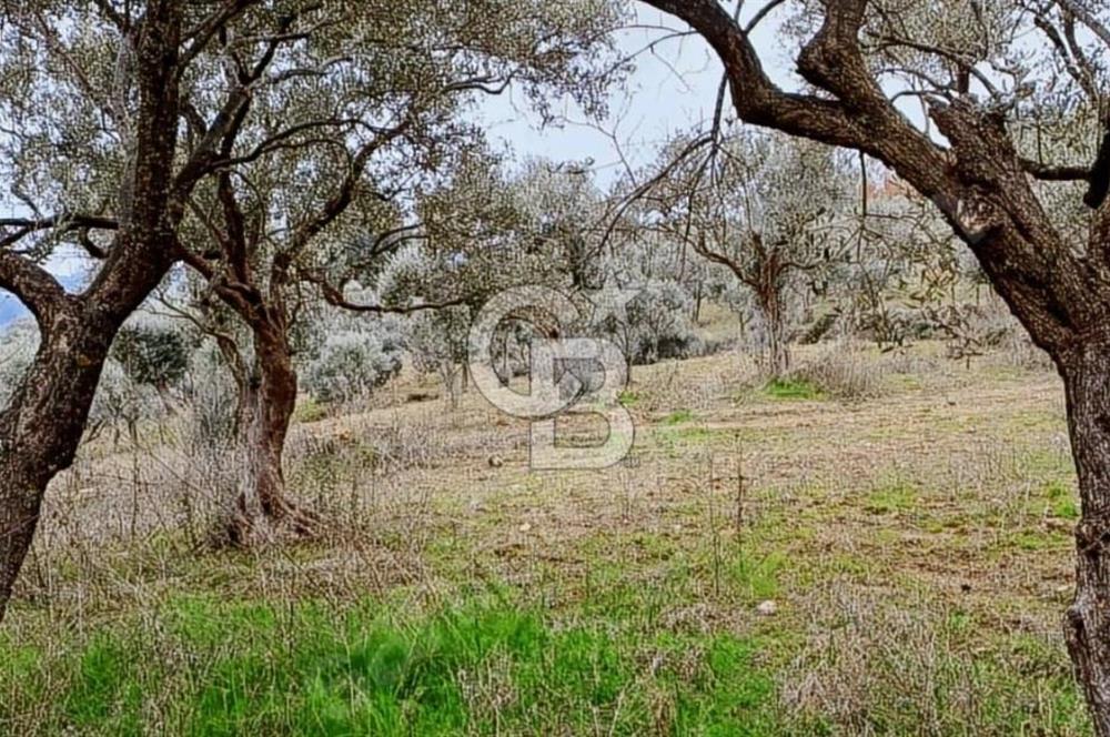 Torbalı Çapak Satılık Tarla Yatırımcıların Dikkatine!