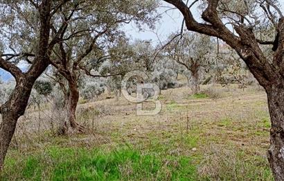 Torbalı Çapak Satılık Tarla Yatırımcıların Dikkatine!
