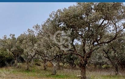 Torbalı Çapak Satılık Tarla Yatırımcıların Dikkatine!