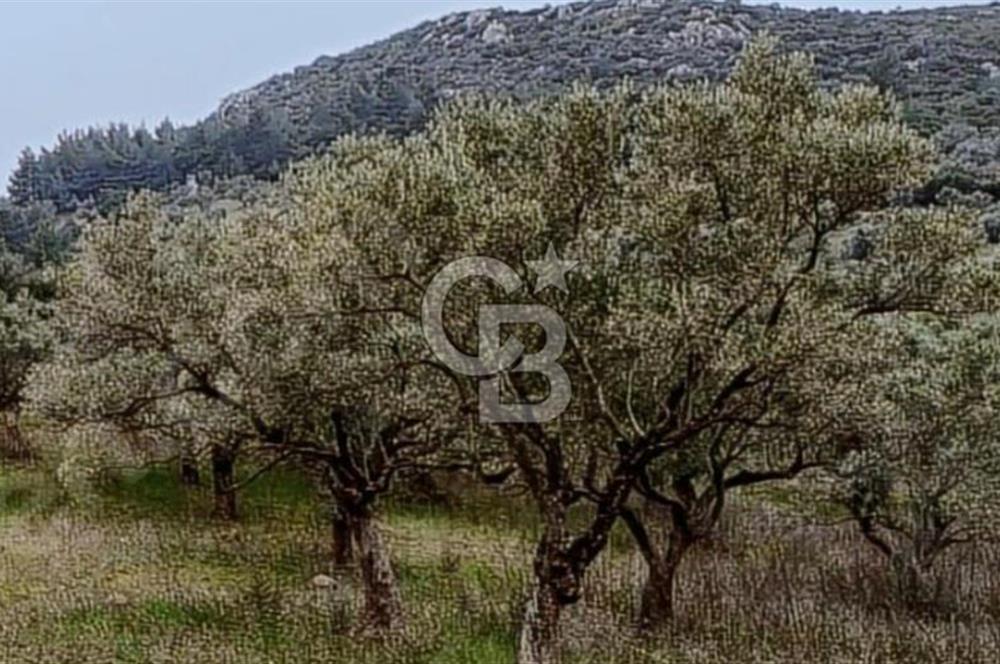 Torbalı Çapak Satılık Tarla Yatırımcıların Dikkatine!