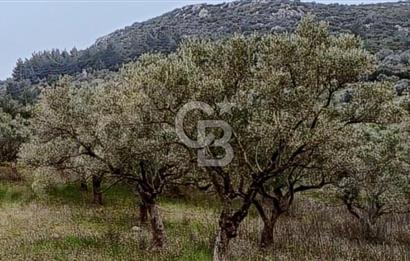 Torbalı Çapak Satılık Tarla Yatırımcıların Dikkatine!