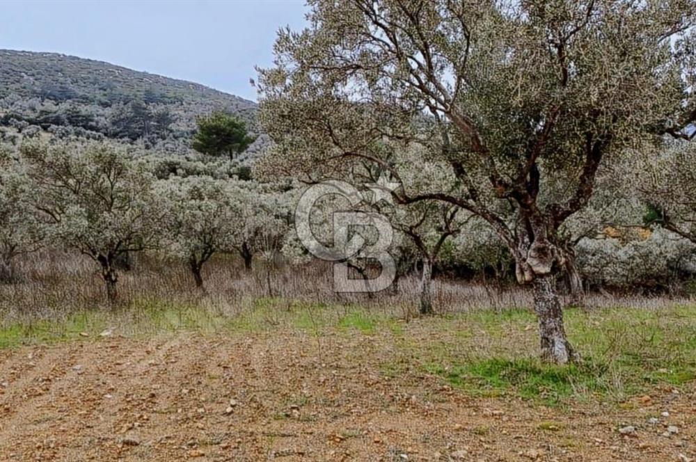 Torbalı Çapak Satılık Tarla Yatırımcıların Dikkatine!