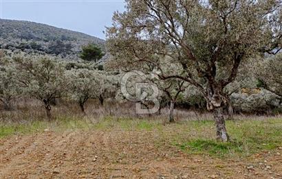 Torbalı Çapak Satılık Tarla Yatırımcıların Dikkatine!
