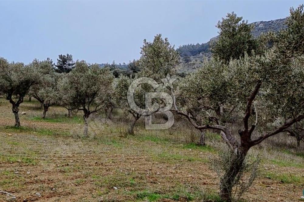 Torbalı Çapak Satılık Tarla Yatırımcıların Dikkatine!