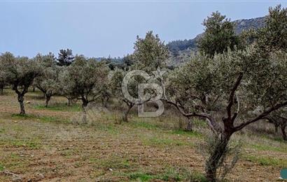 Torbalı Çapak Satılık Tarla Yatırımcıların Dikkatine!