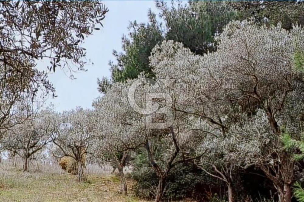 Torbalı Çapak Satılık Tarla Yatırımcıların Dikkatine!