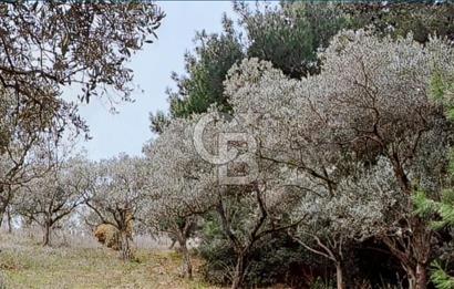 Torbalı Çapak Satılık Tarla Yatırımcıların Dikkatine!