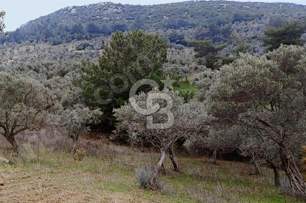 Torbalı Çapak Satılık Tarla Yatırımcıların Dikkatine!