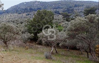 Torbalı Çapak Satılık Tarla Yatırımcıların Dikkatine!