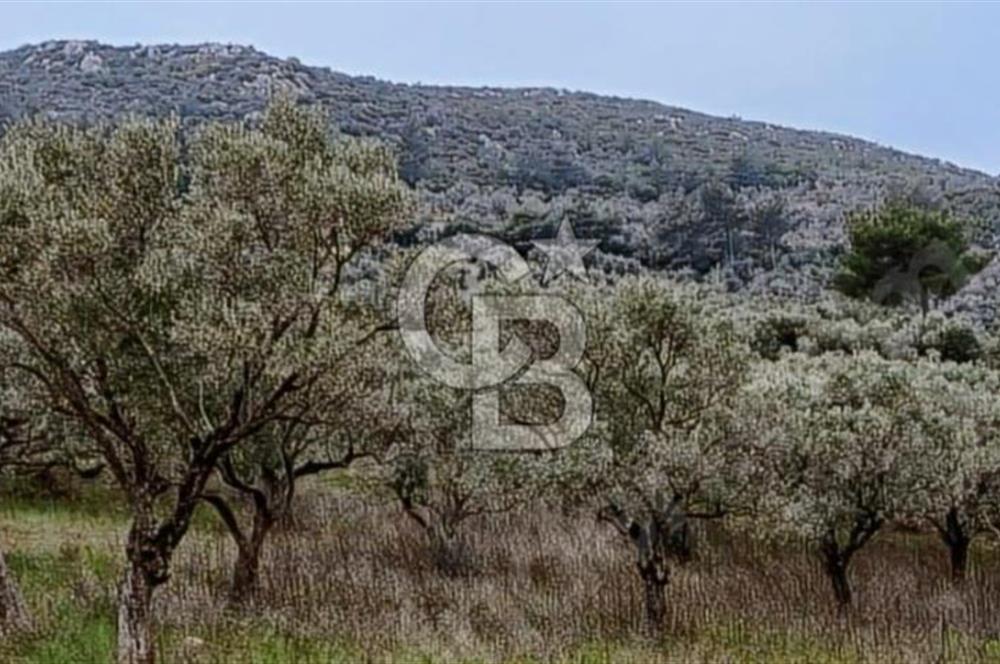 Torbalı Çapak Satılık Tarla Yatırımcıların Dikkatine!