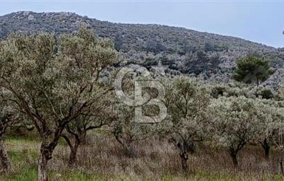 Torbalı Çapak Satılık Tarla Yatırımcıların Dikkatine!