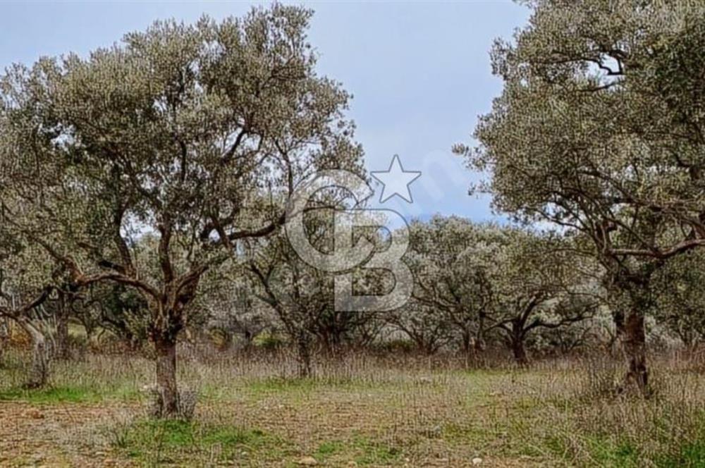 Torbalı Çapak Satılık Tarla Yatırımcıların Dikkatine!