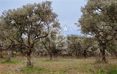 Torbalı Çapak Satılık Tarla Yatırımcıların Dikkatine!