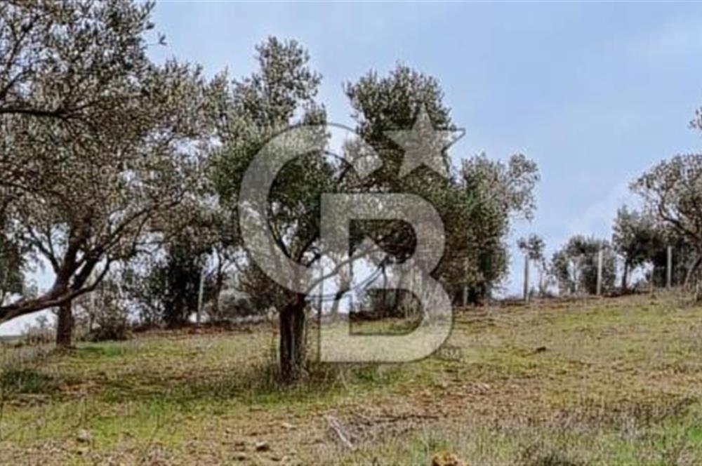 Torbalı Çapak Satılık Tarla Yatırımcıların Dikkatine!