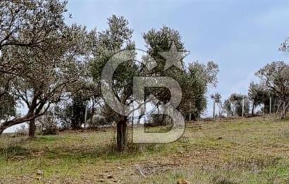 Torbalı Çapak Satılık Tarla Yatırımcıların Dikkatine!