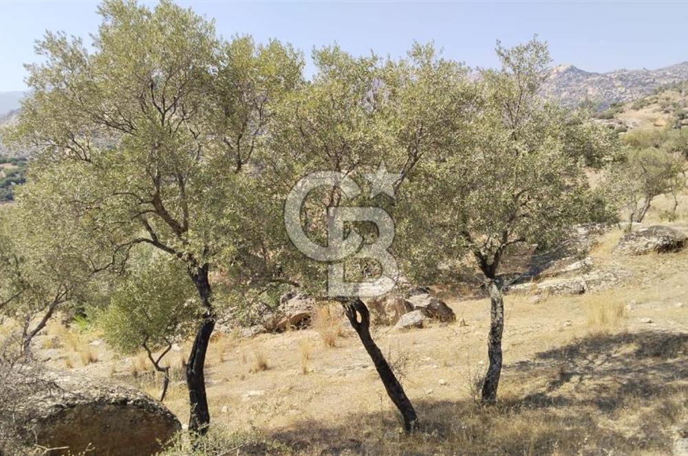 Asfalt yola 50 mt.cephesi olan zeytinlik