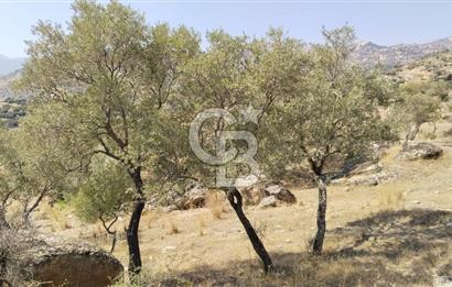 Asfalt yola 50 mt.cephesi olan zeytinlik