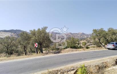 Asfalt yola 50 mt.cephesi olan zeytinlik