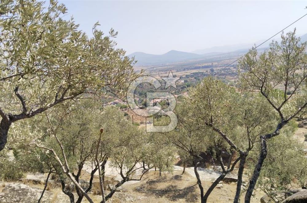 Asfalt yola 50 mt.cephesi olan zeytinlik