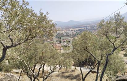 Asfalt yola 50 mt.cephesi olan zeytinlik